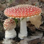 Amanita Muscaria